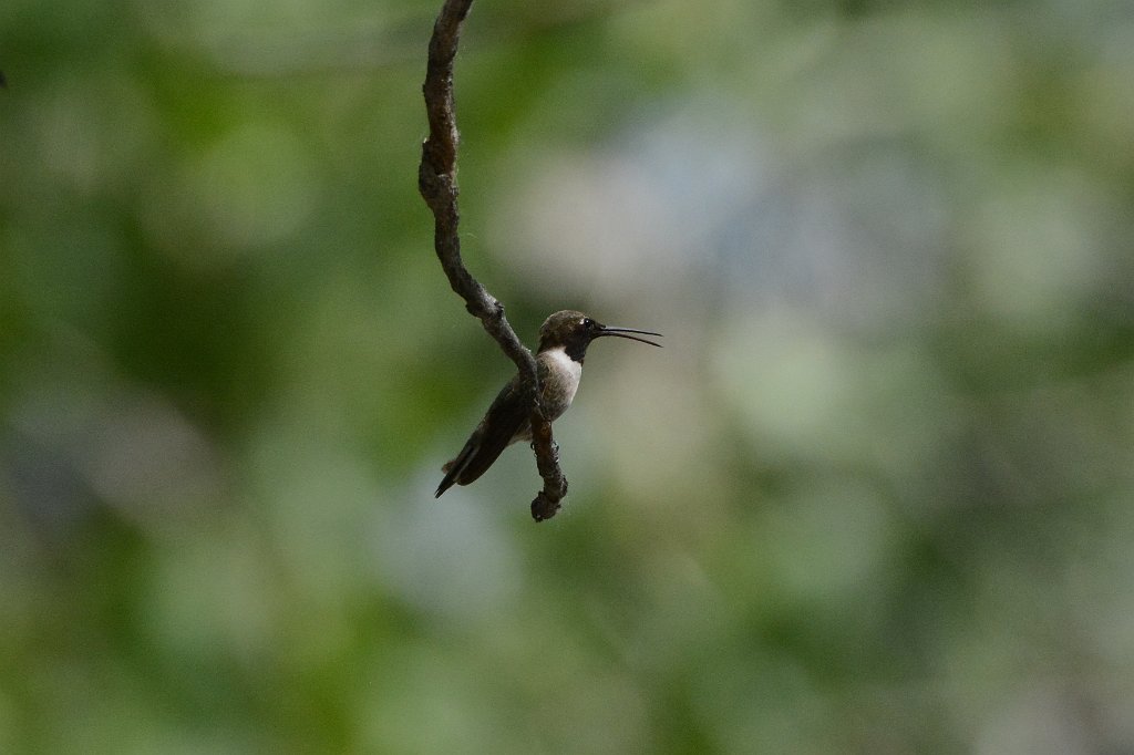 Hummingbird, Black-chinned, 2015-06050069 Albuquerque, NM.JPG - Black-chinned Hummingbird. Rio Grande Nature Center State Park, Albuquerque, NM, 6-5-2015